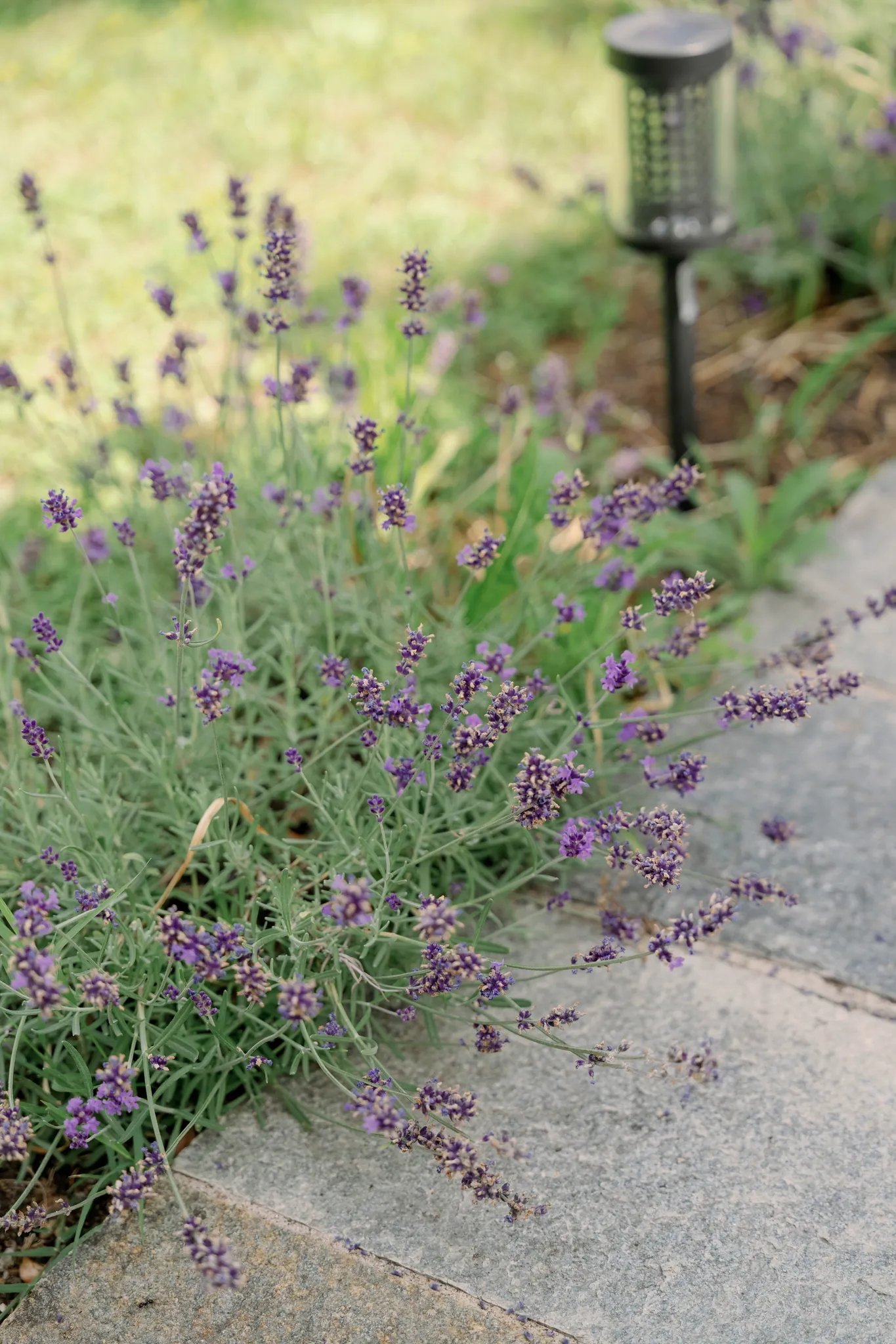 Terrasse & Garten · Lavendel – Cà de Sura